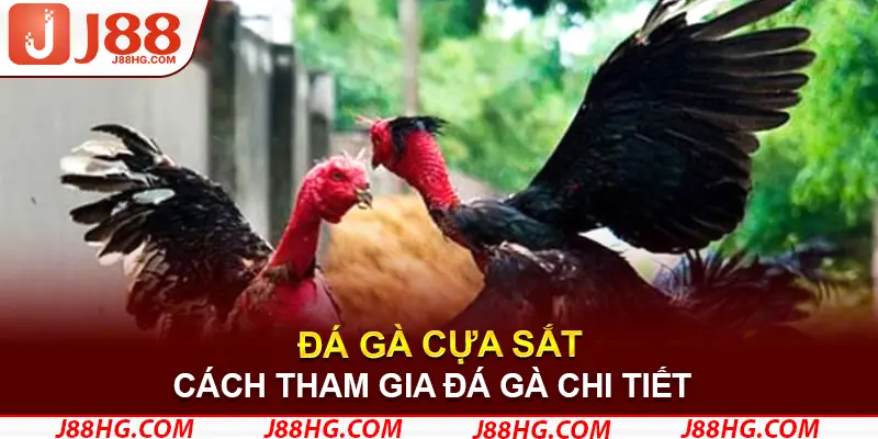 Cách tham gia đá gà cựa sắt