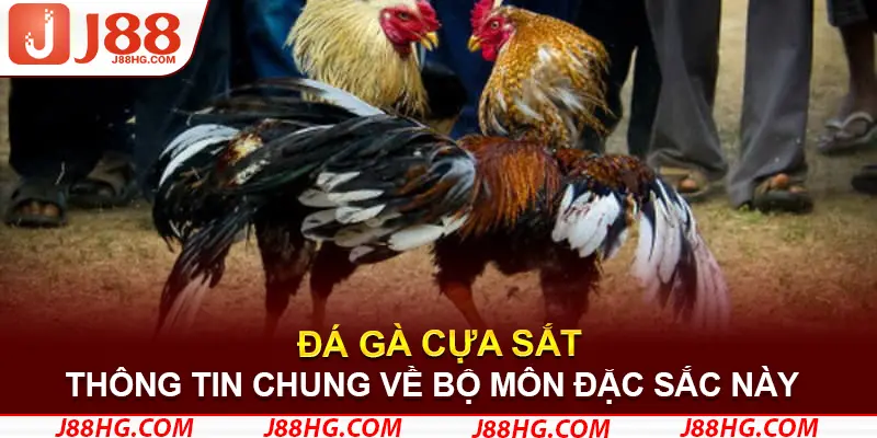 Đôi nét về đá gà cựa sắt