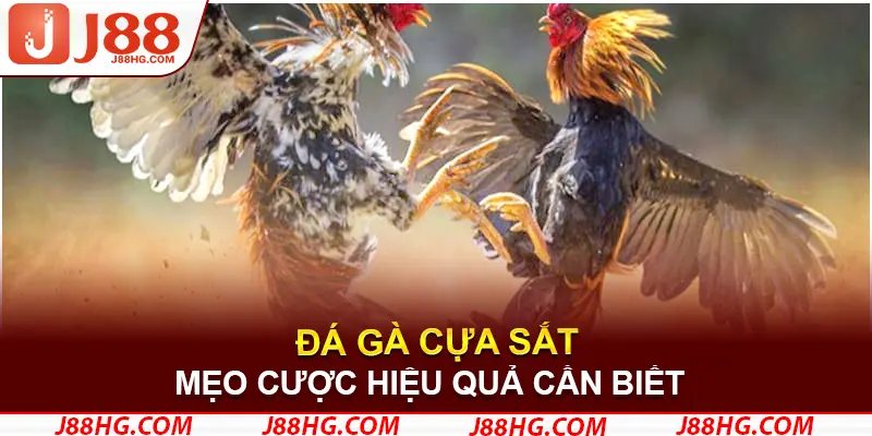 Những mẹo cược đá gà hiệu quả