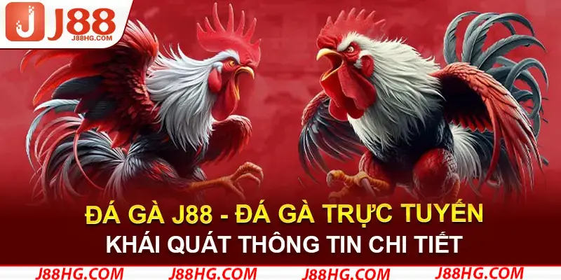 Tổng quan về sảnh cược đá gà J88